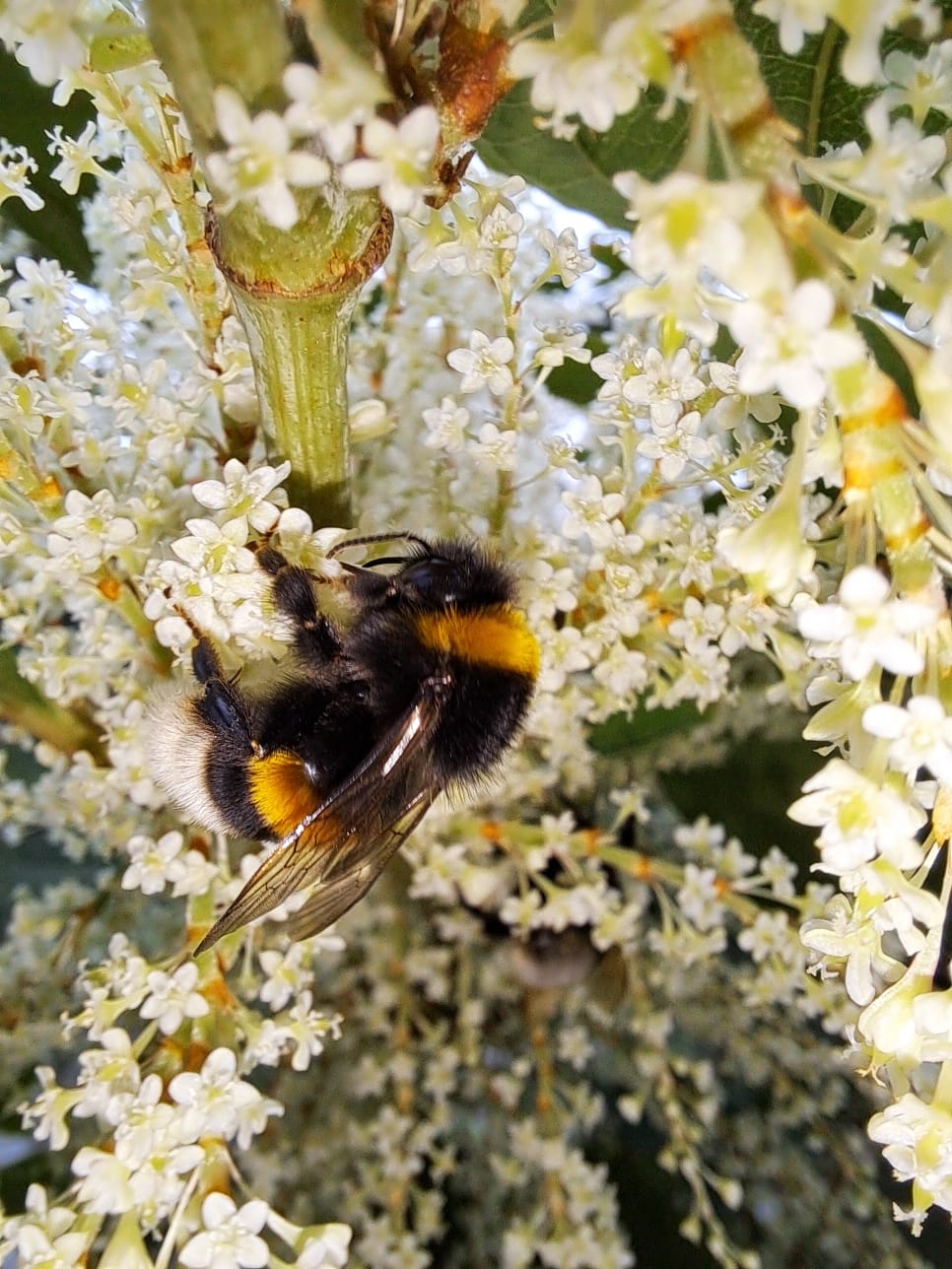 Vorstellung Netzwerk “Blühende Landschaft“