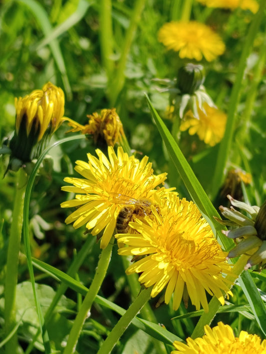 Wildbiene auf einem Löwenzahn
