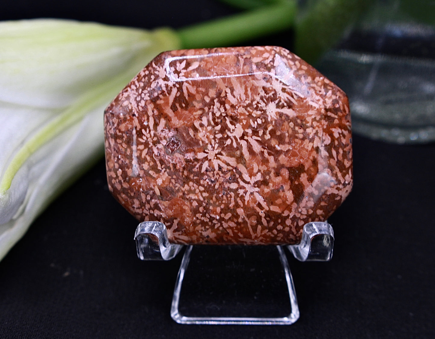 Versteinerte Koralle